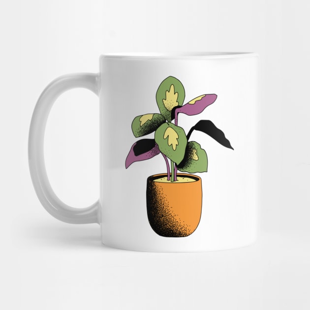 Potted Calathea Plant by gronly